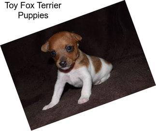 Toy Fox Terrier Puppies