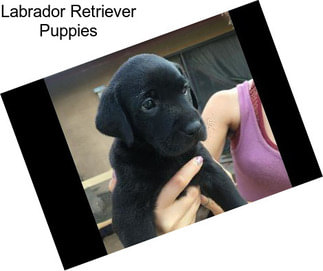 Labrador Retriever Puppies