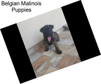 Belgian Malinois Puppies