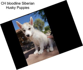 CH bloodline Siberian Husky Puppies