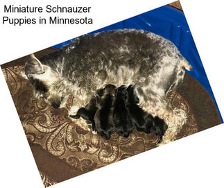 Miniature Schnauzer Puppies in Minnesota