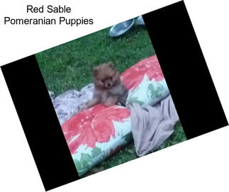 Red Sable Pomeranian Puppies