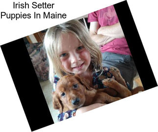 Irish Setter Puppies In Maine