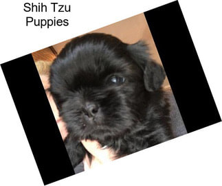 Shih Tzu Puppies