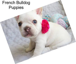 French Bulldog Puppies