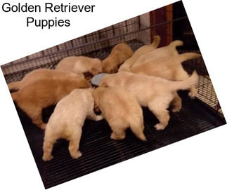 Golden Retriever Puppies