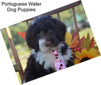 Portuguese Water Dog Puppies