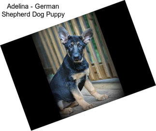 Adelina - German Shepherd Dog Puppy