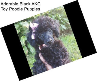 Adorable Black AKC Toy Poodle Puppies