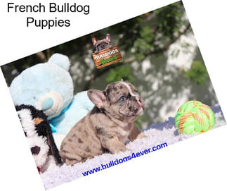 French Bulldog Puppies