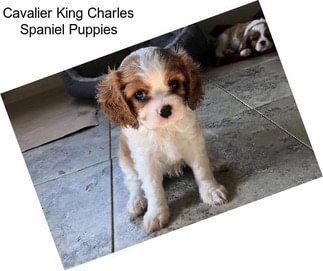 Cavalier King Charles Spaniel Puppies