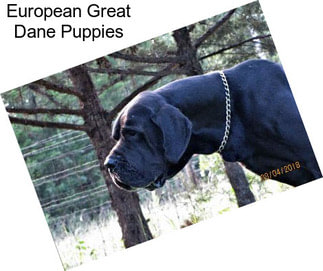 European Great Dane Puppies