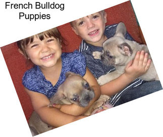 French Bulldog Puppies