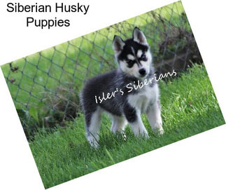 Siberian Husky Puppies