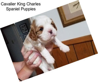 Cavalier King Charles Spaniel Puppies