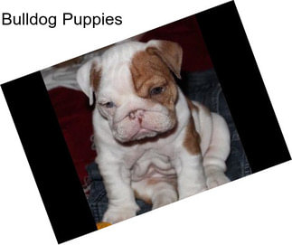 Bulldog Puppies