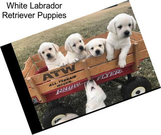 White Labrador Retriever Puppies