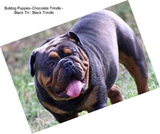 Bulldog Puppies-Chocolate Trindle - Black Tri - Black Trindle