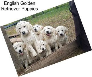 English Golden Retriever Puppies