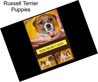 Russell Terrier Puppies