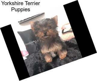 Yorkshire Terrier Puppies