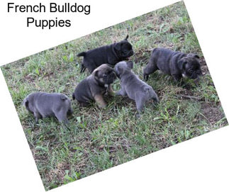 French Bulldog Puppies