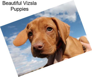 Beautiful Vizsla Puppies