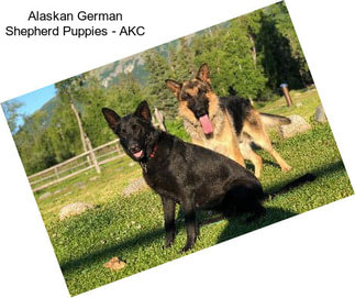 Alaskan German Shepherd Puppies - AKC