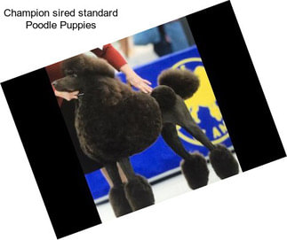 Champion sired standard Poodle Puppies