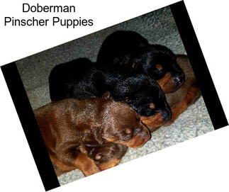 Doberman Pinscher Puppies