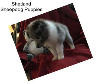 Shetland Sheepdog Puppies