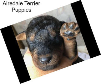 Airedale Terrier Puppies