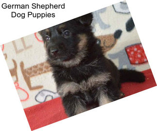 German Shepherd Dog Puppies