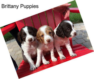 Brittany Puppies