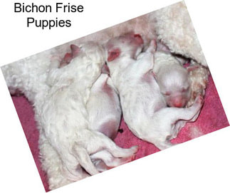 Bichon Frise Puppies