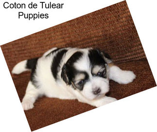 Coton de Tulear Puppies