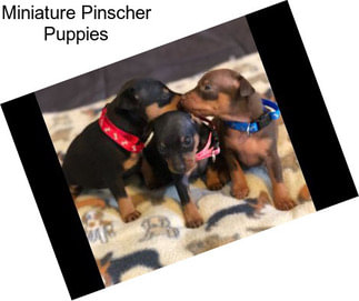 Miniature Pinscher Puppies