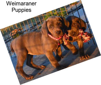 Weimaraner Puppies