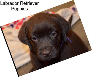 Labrador Retriever Puppies