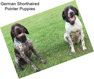 German Shorthaired Pointer Puppies