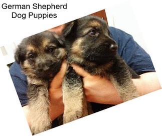 German Shepherd Dog Puppies