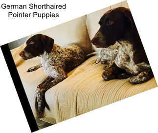 German Shorthaired Pointer Puppies