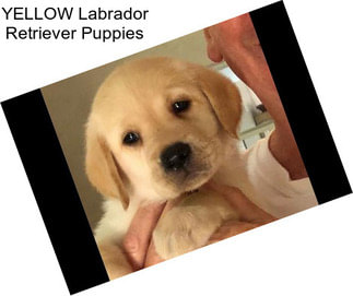 YELLOW Labrador Retriever Puppies