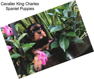 Cavalier King Charles Spaniel Puppies