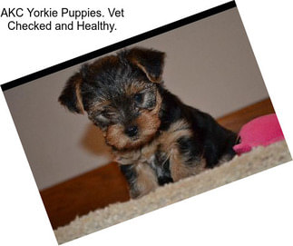 AKC Yorkie Puppies. Vet Checked and Healthy.