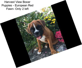 Harvest View Boxer Puppies - European Red Fawn- Only 2 left