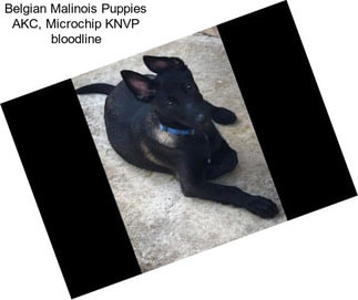 Belgian Malinois Puppies AKC, Microchip KNVP bloodline