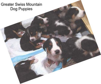 Greater Swiss Mountain Dog Puppies