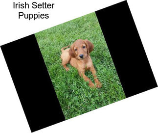 Irish Setter Puppies