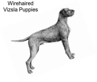 Wirehaired Vizsla Puppies
